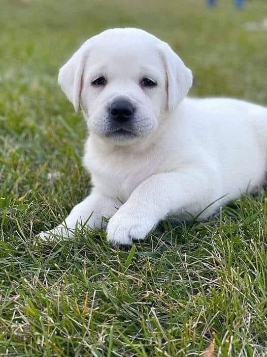 cream white golden retriever puppies for sale
